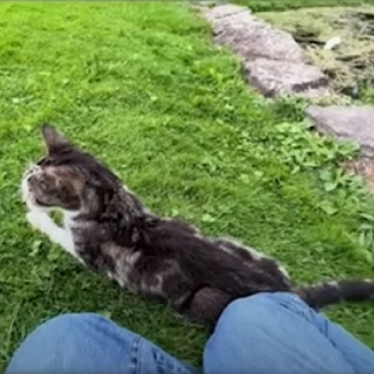 cat lying on grass