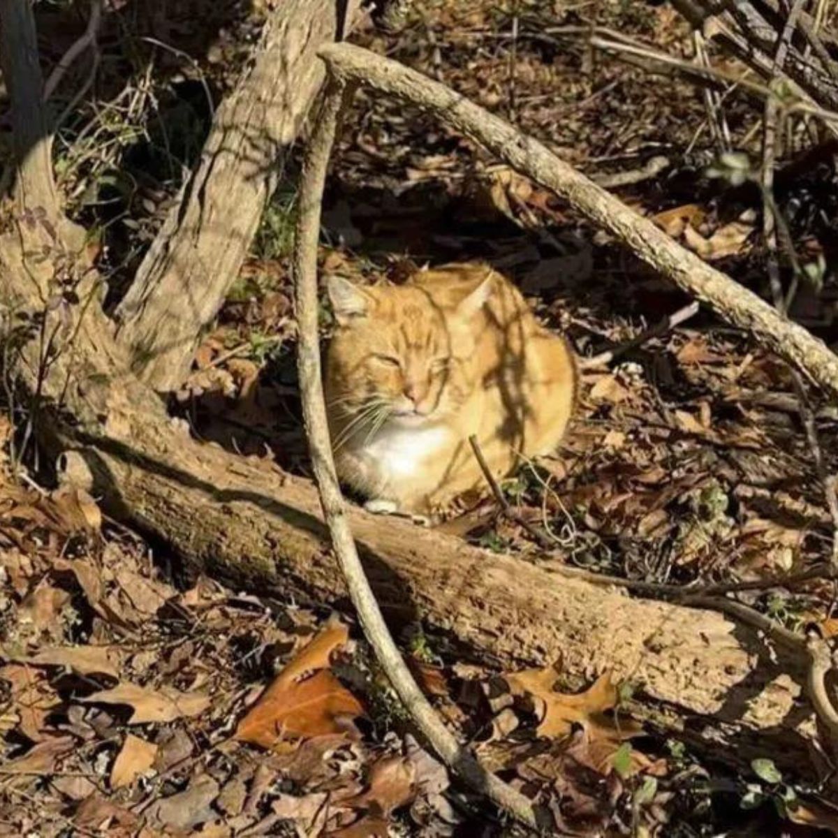 cat lying on leaves