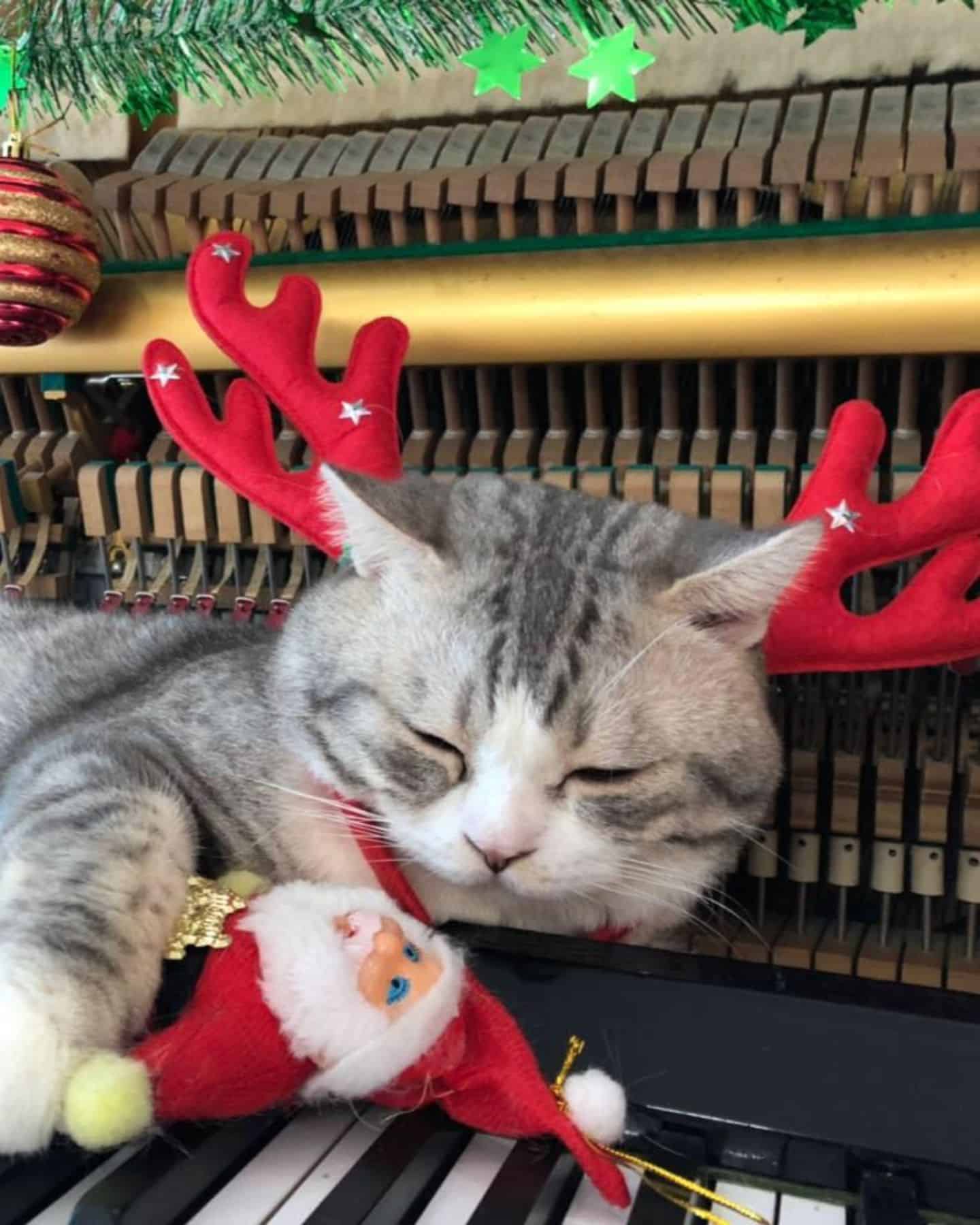 cat lying on piano