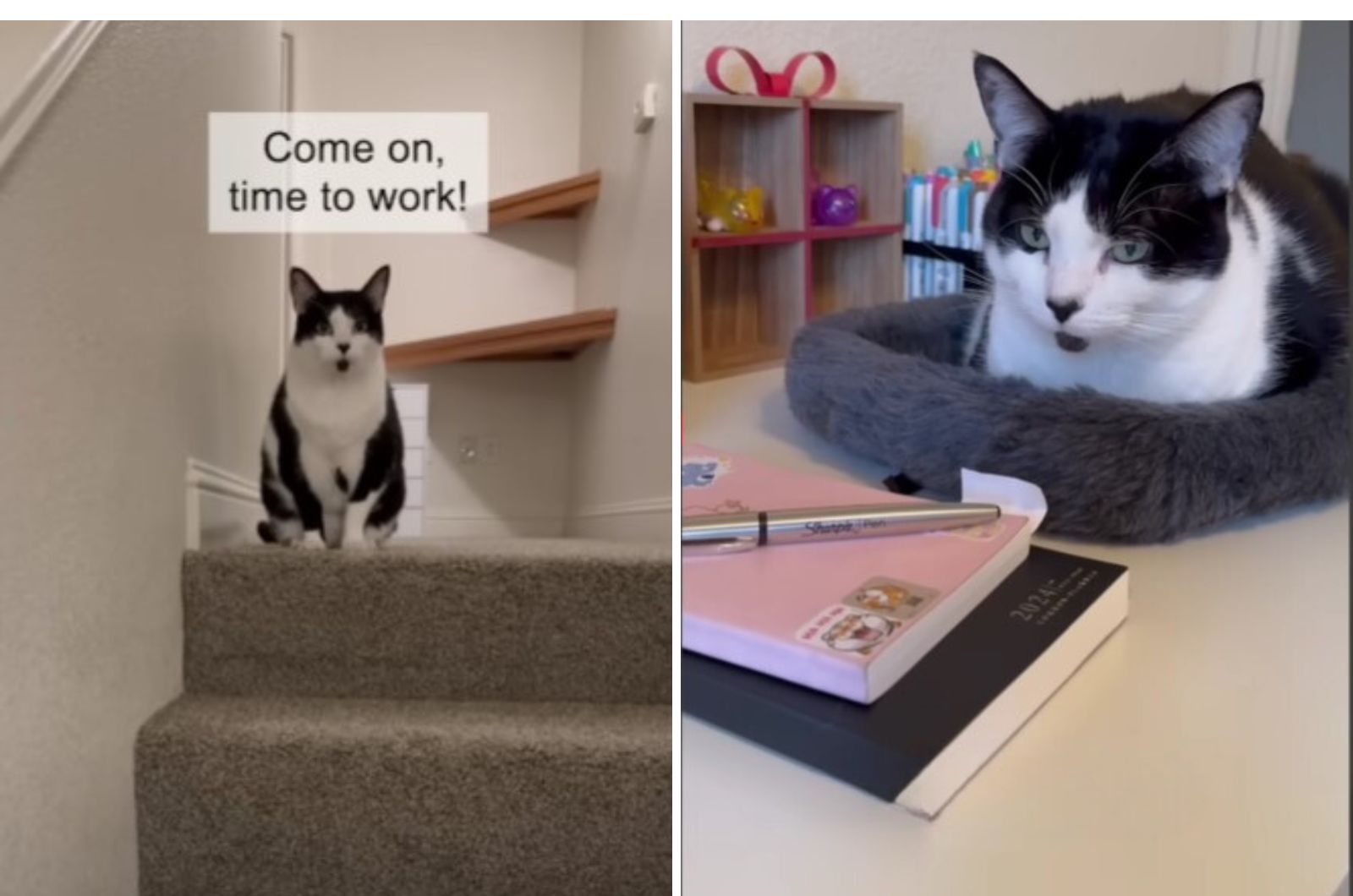 cat lying on table and standing on stairs