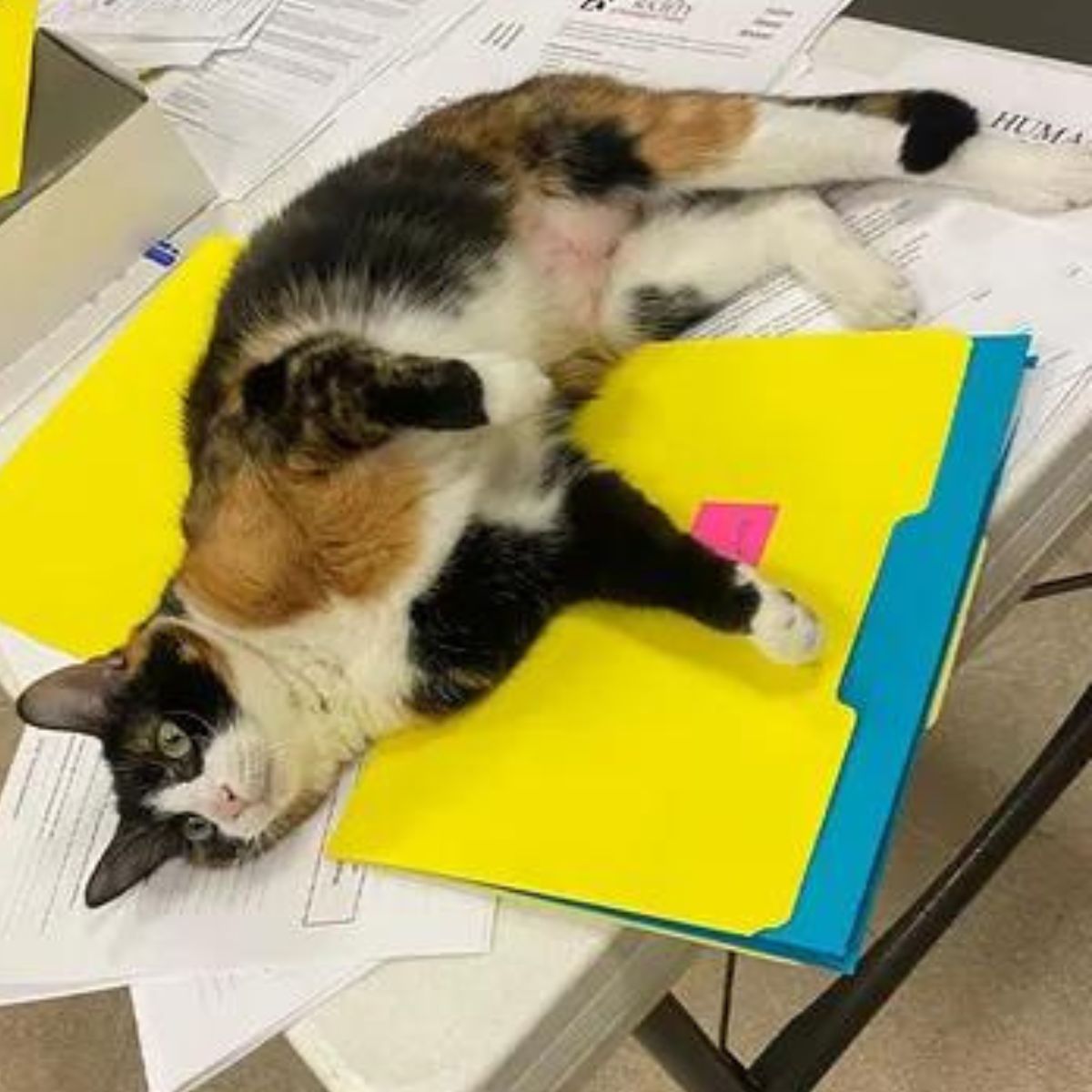 cat lying on table