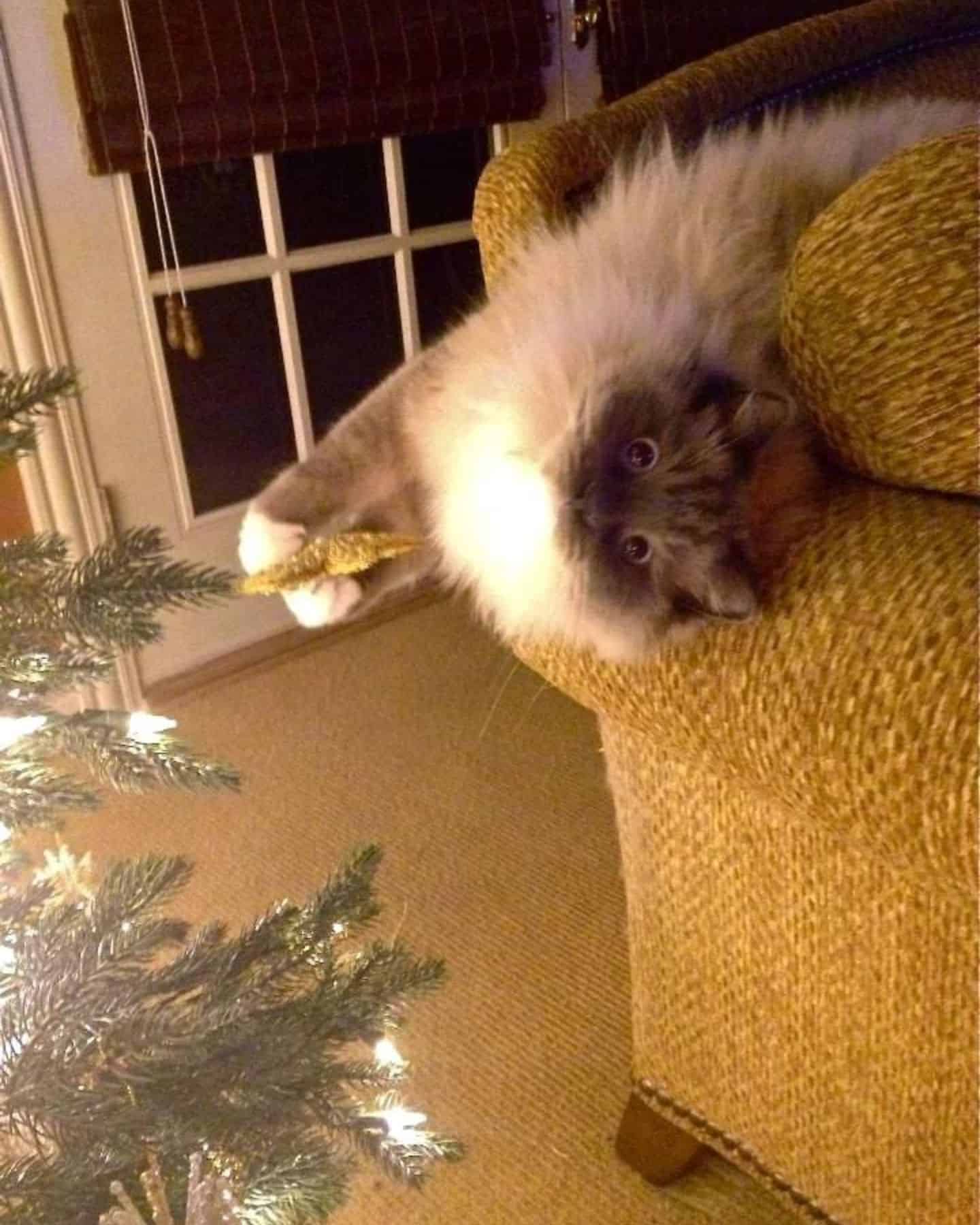 cat lying on the side of the couch