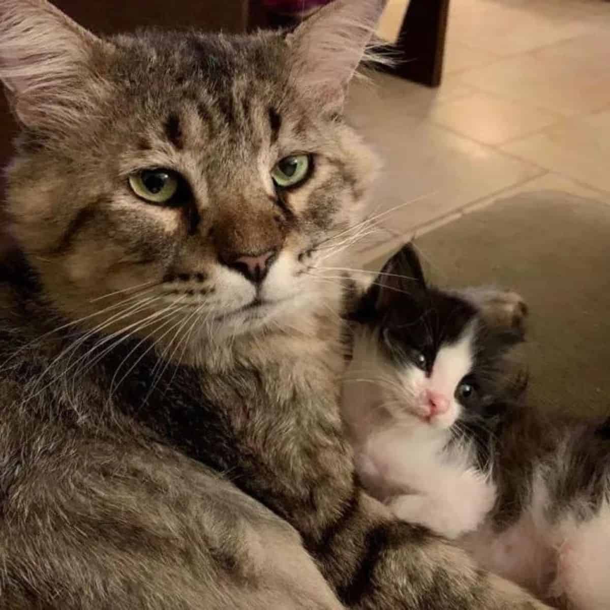 cat lying with black and white kitten