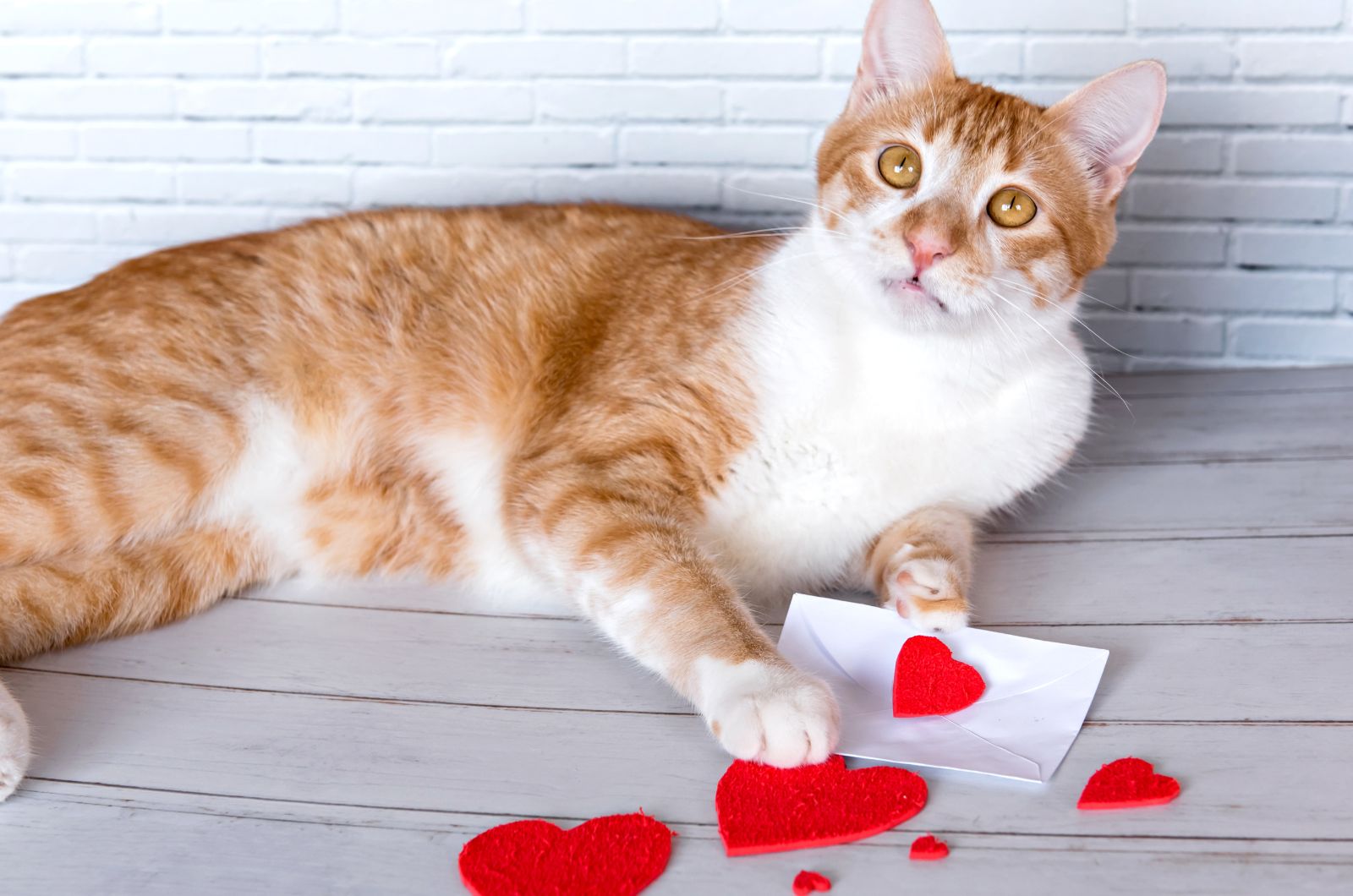 cat lying with heart shape decorations