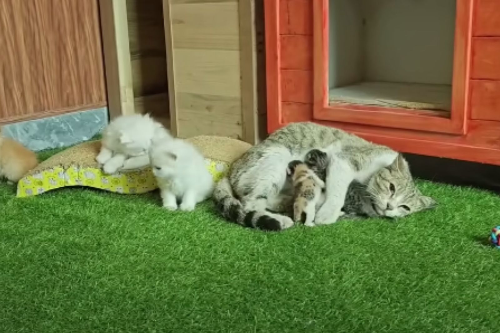 cat lying with kittens