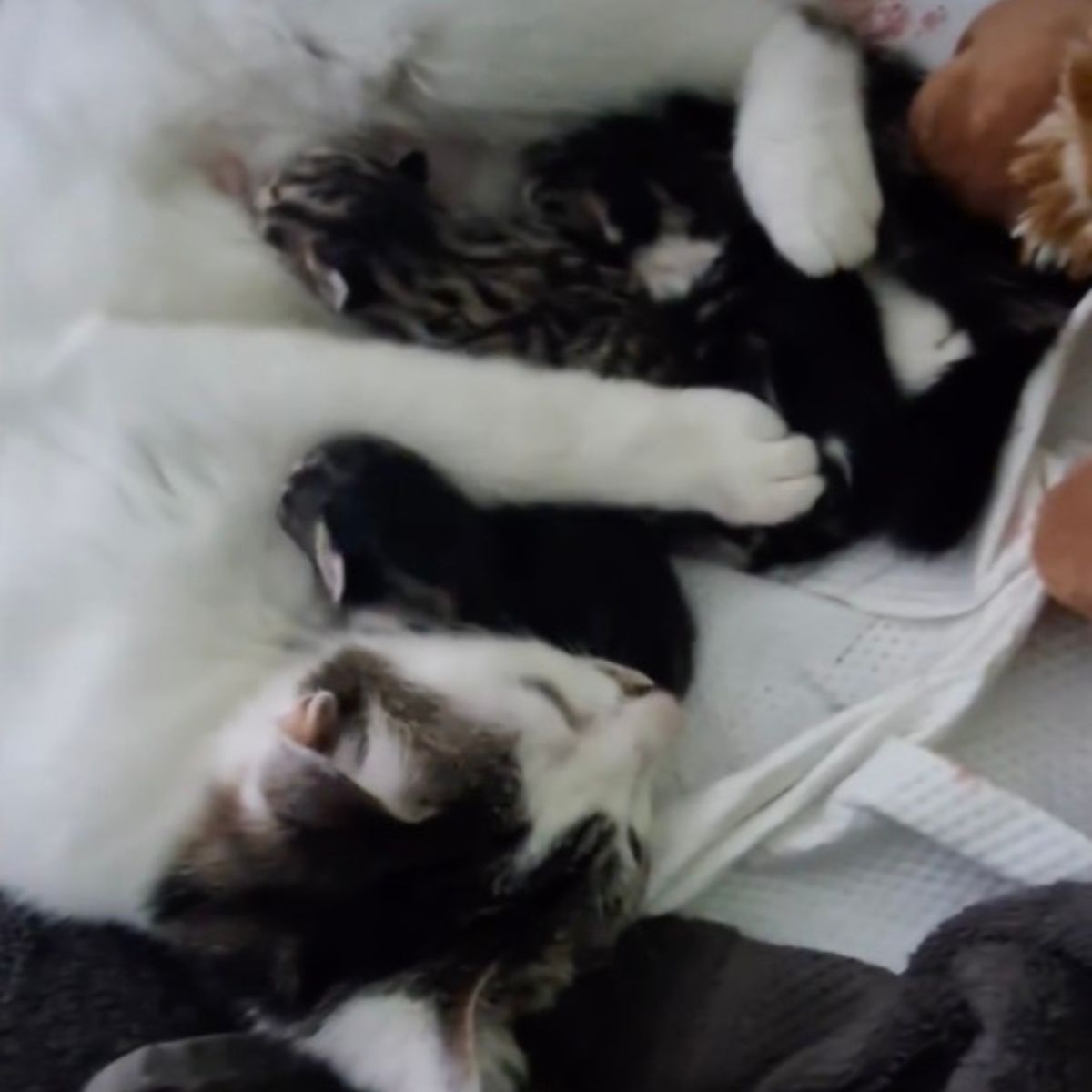 cat lying with kittens