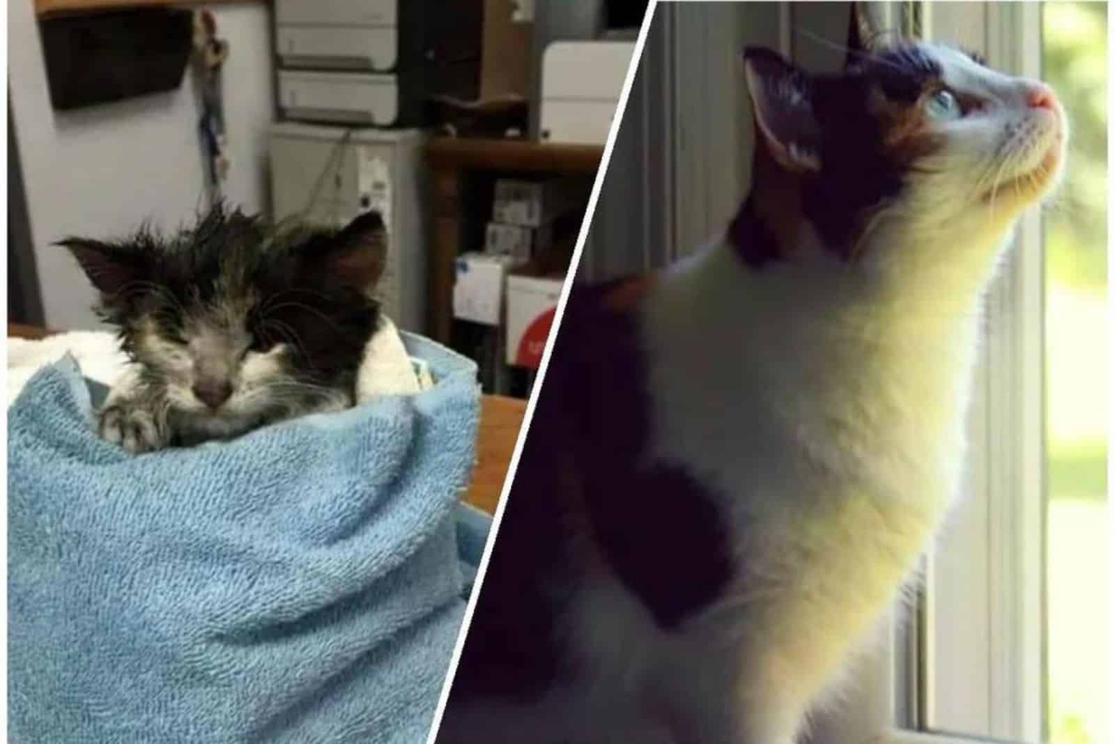 cat named Abby before and after adoption