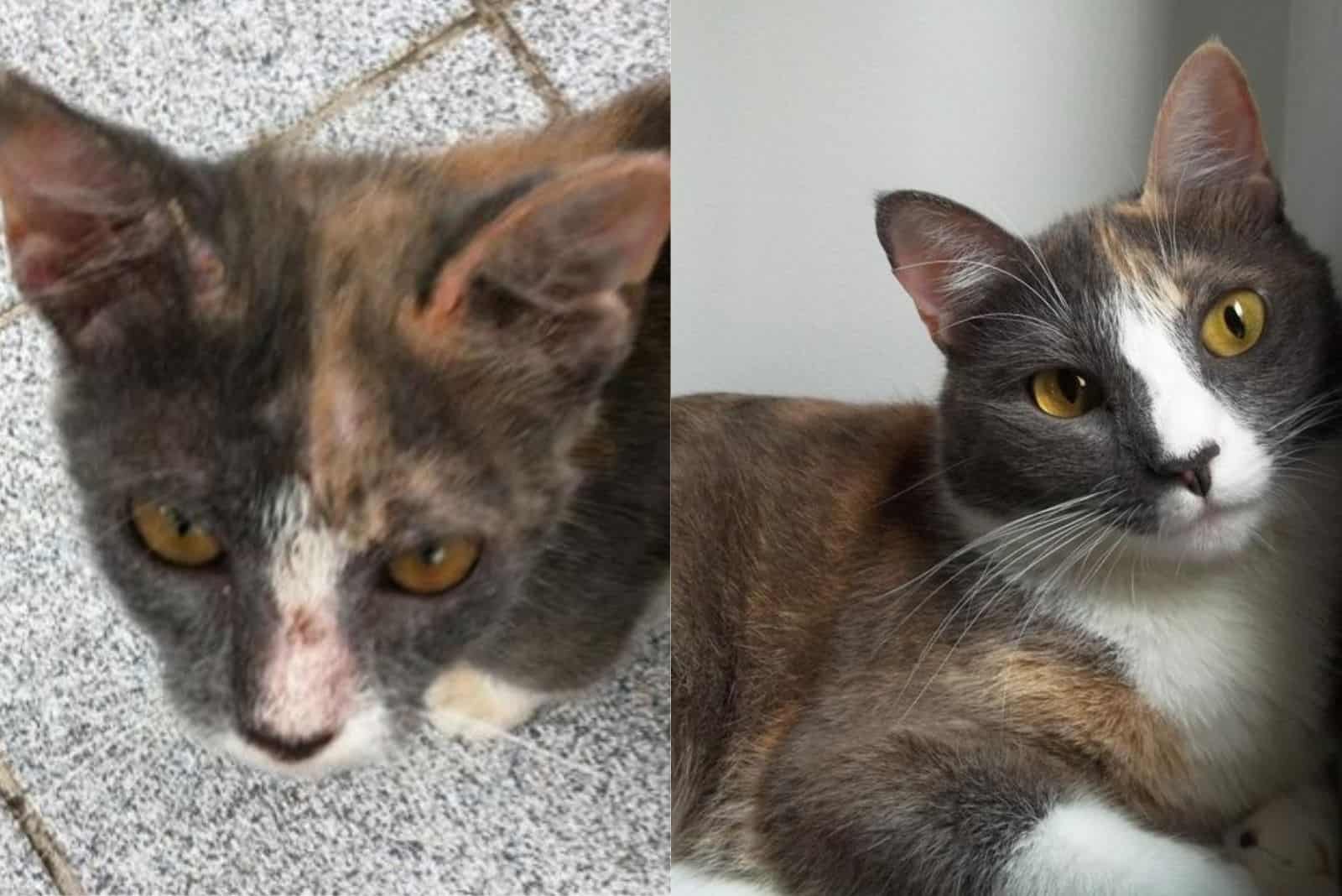 cat named Zoe before and after adoption