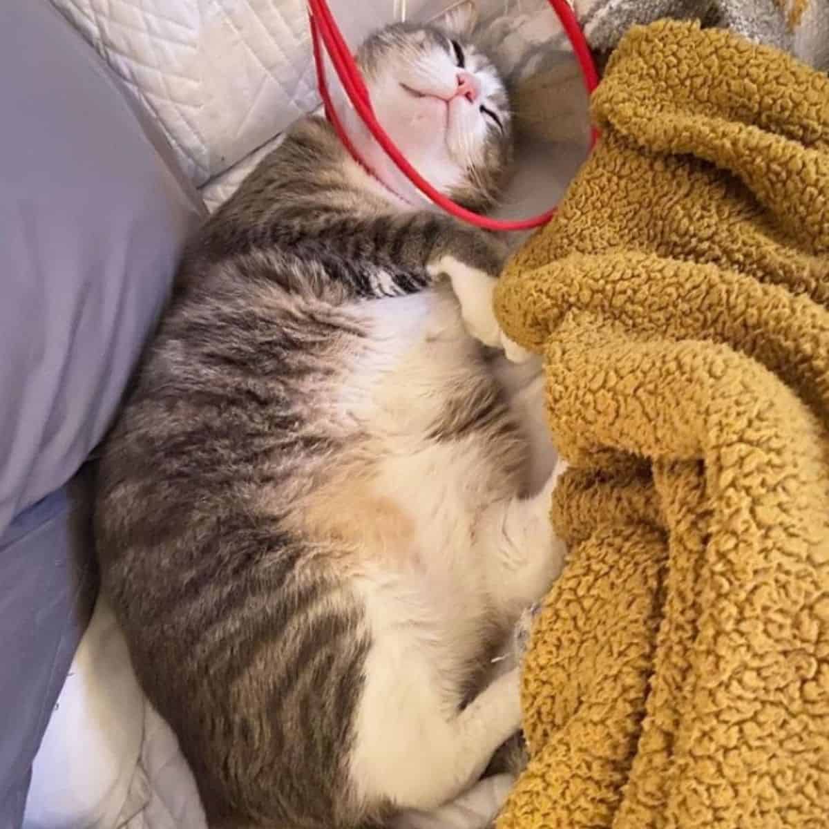 cat named china lying next to a brown blanket