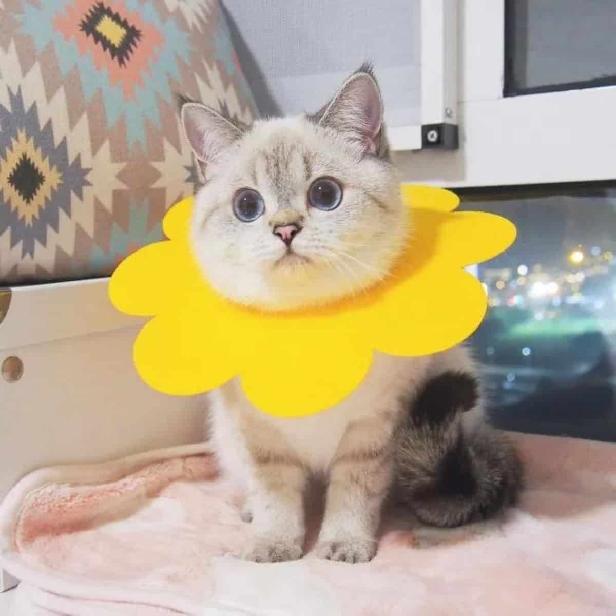 cat nana with a collar