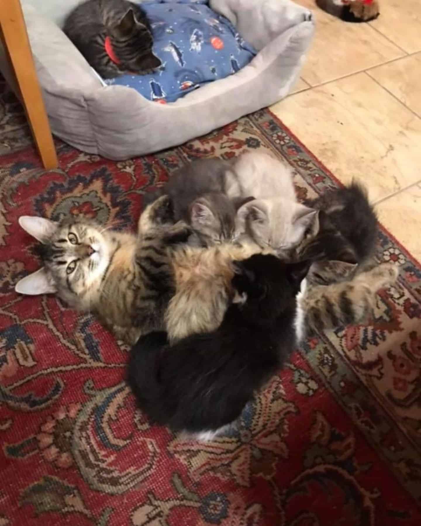 cat nursing kittens in a bookstore