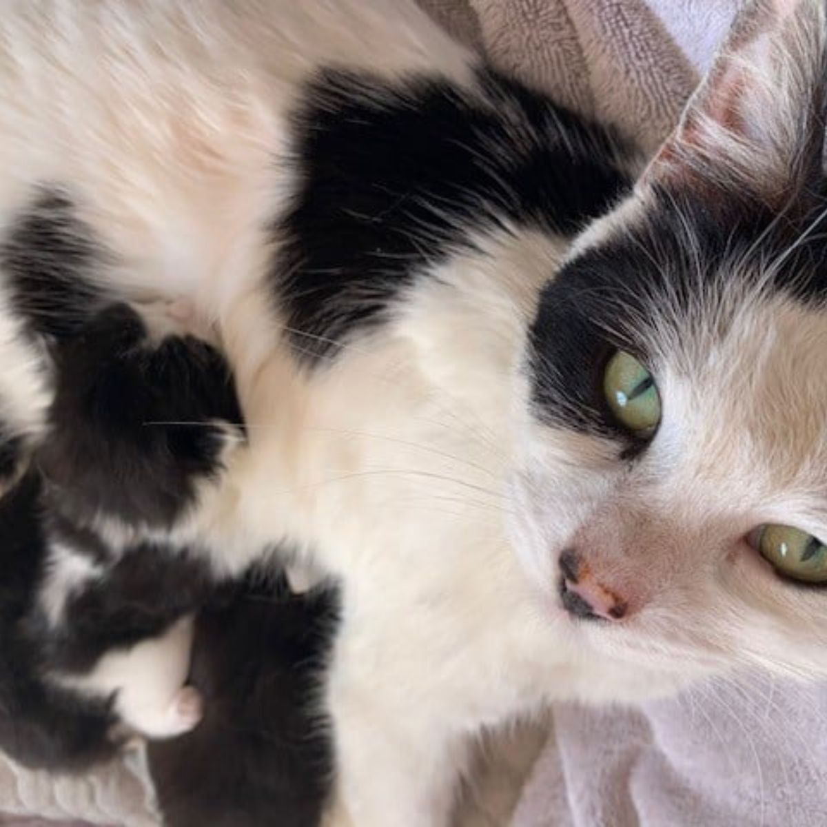 cat nursing kittens