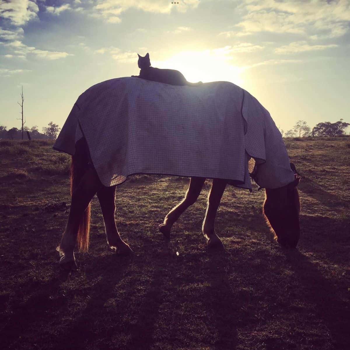 cat on a horse