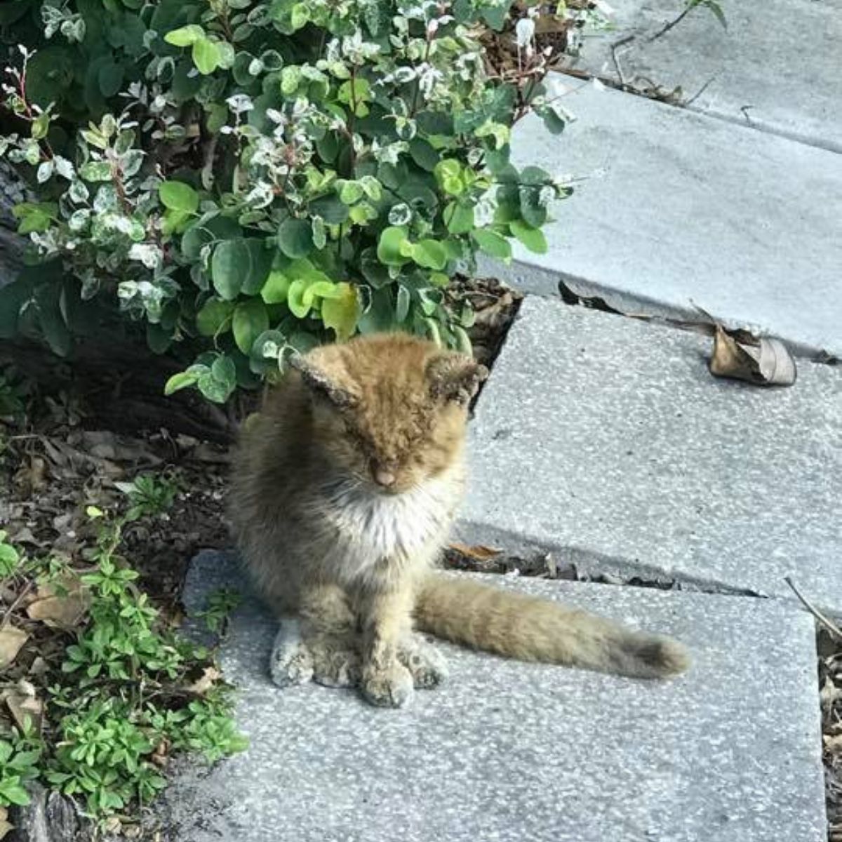 cat on a stone table