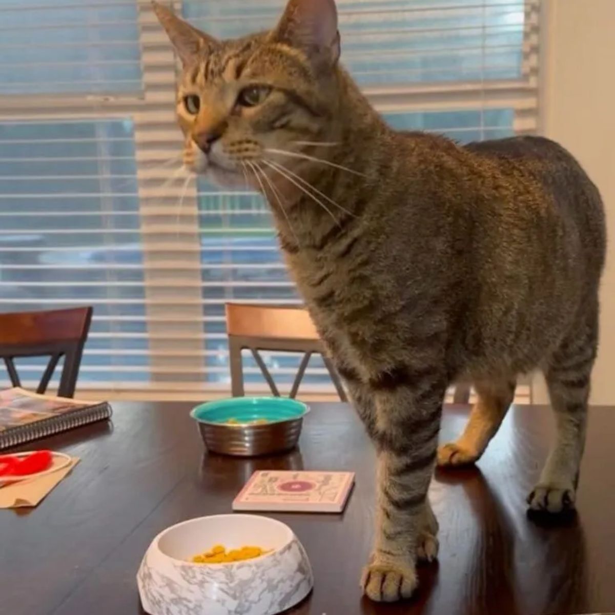 cat on a table