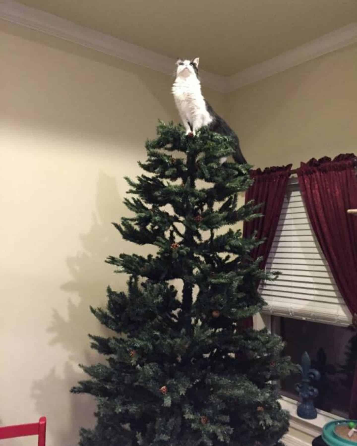 cat on a tree as a topper