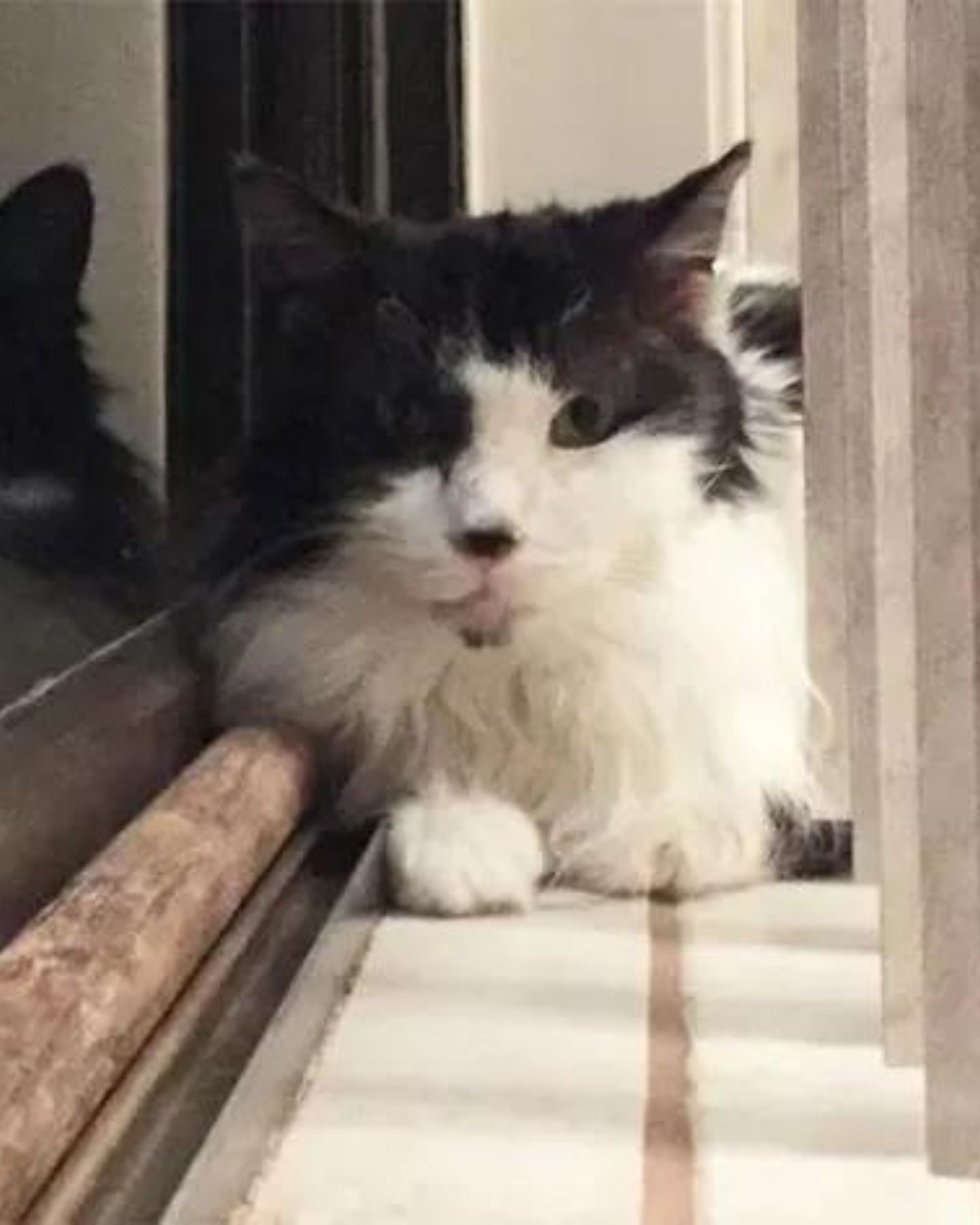 cat on a window shell