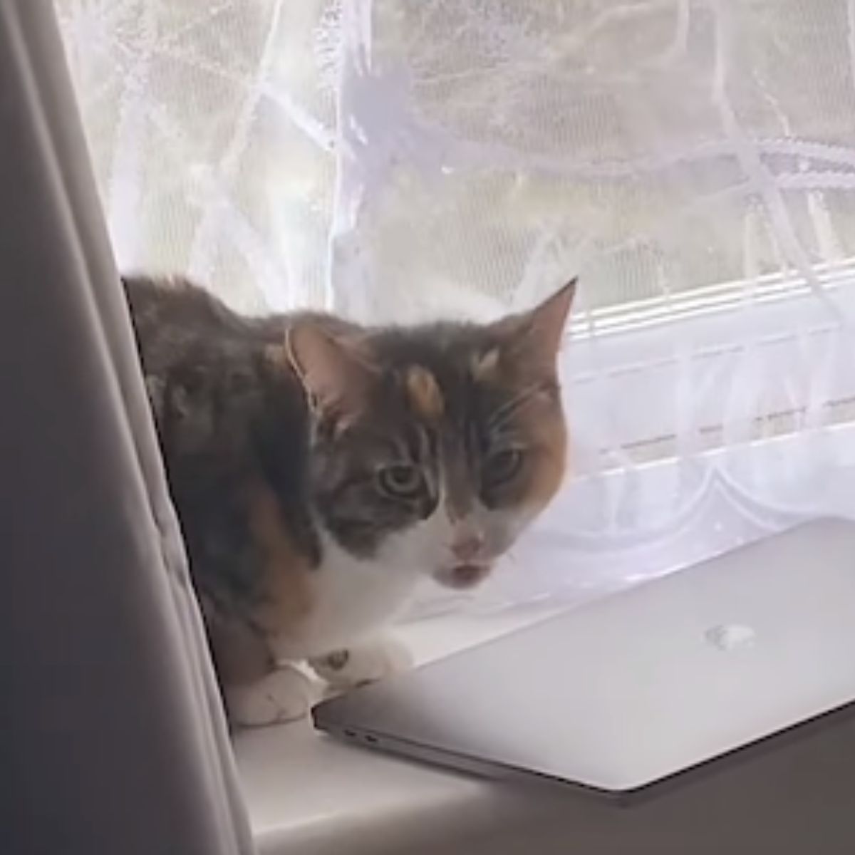 cat on a window sill