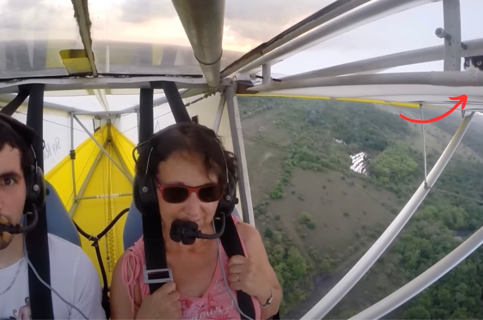 cat on a wing of a plane