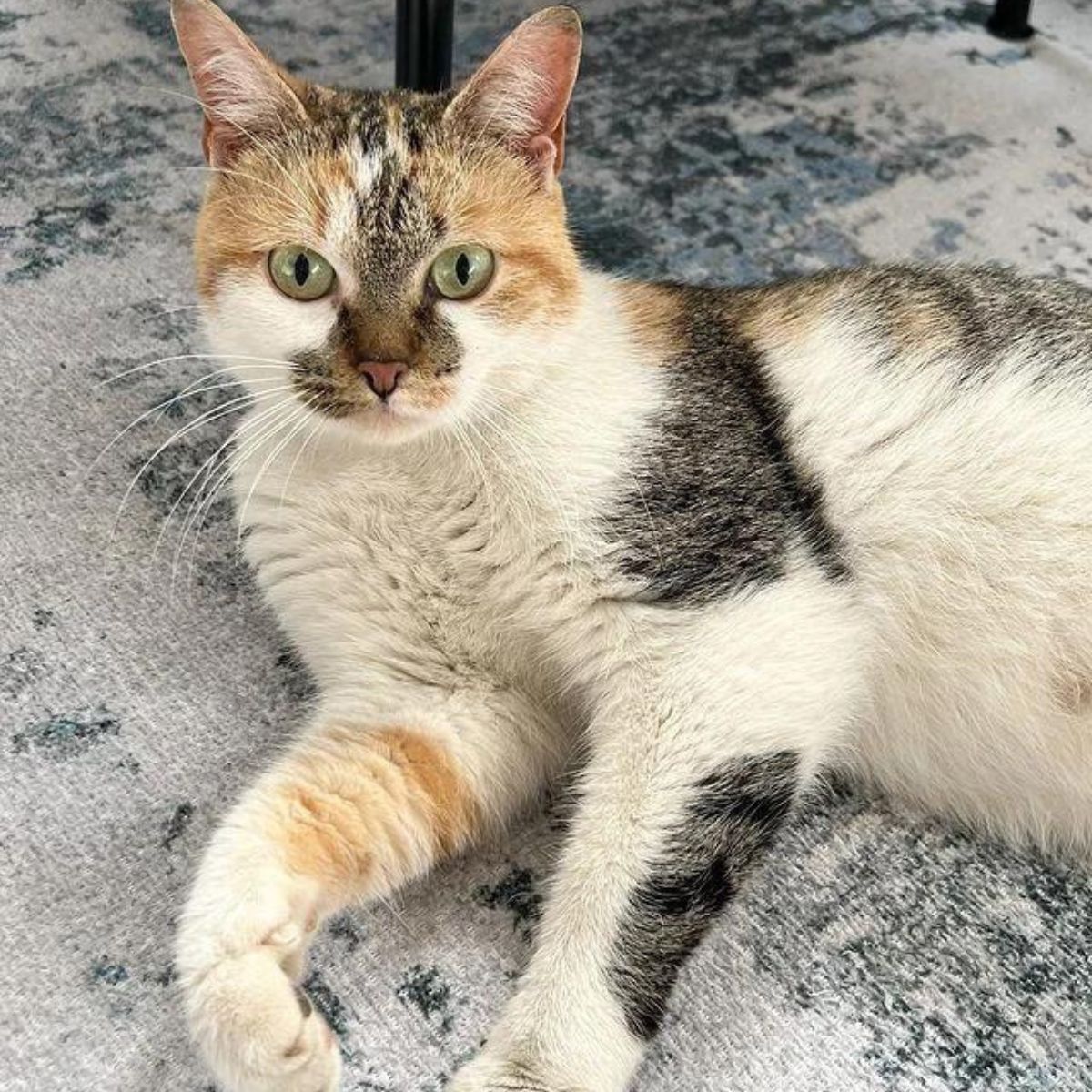 cat on carpet