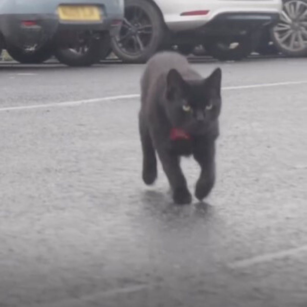 cat on parking lot