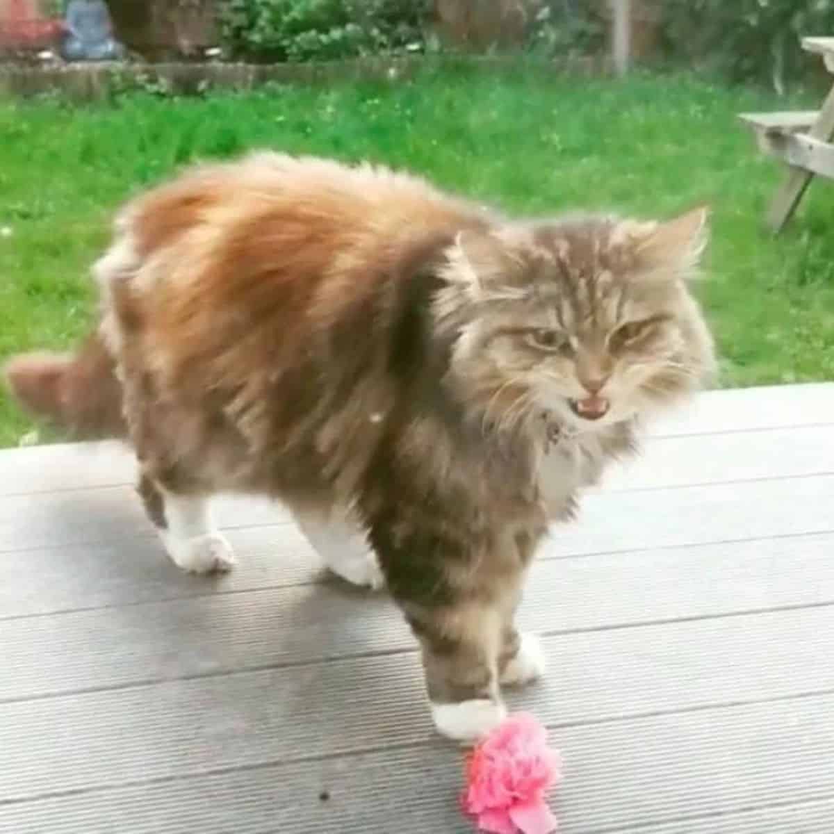 cat on patio with flowers