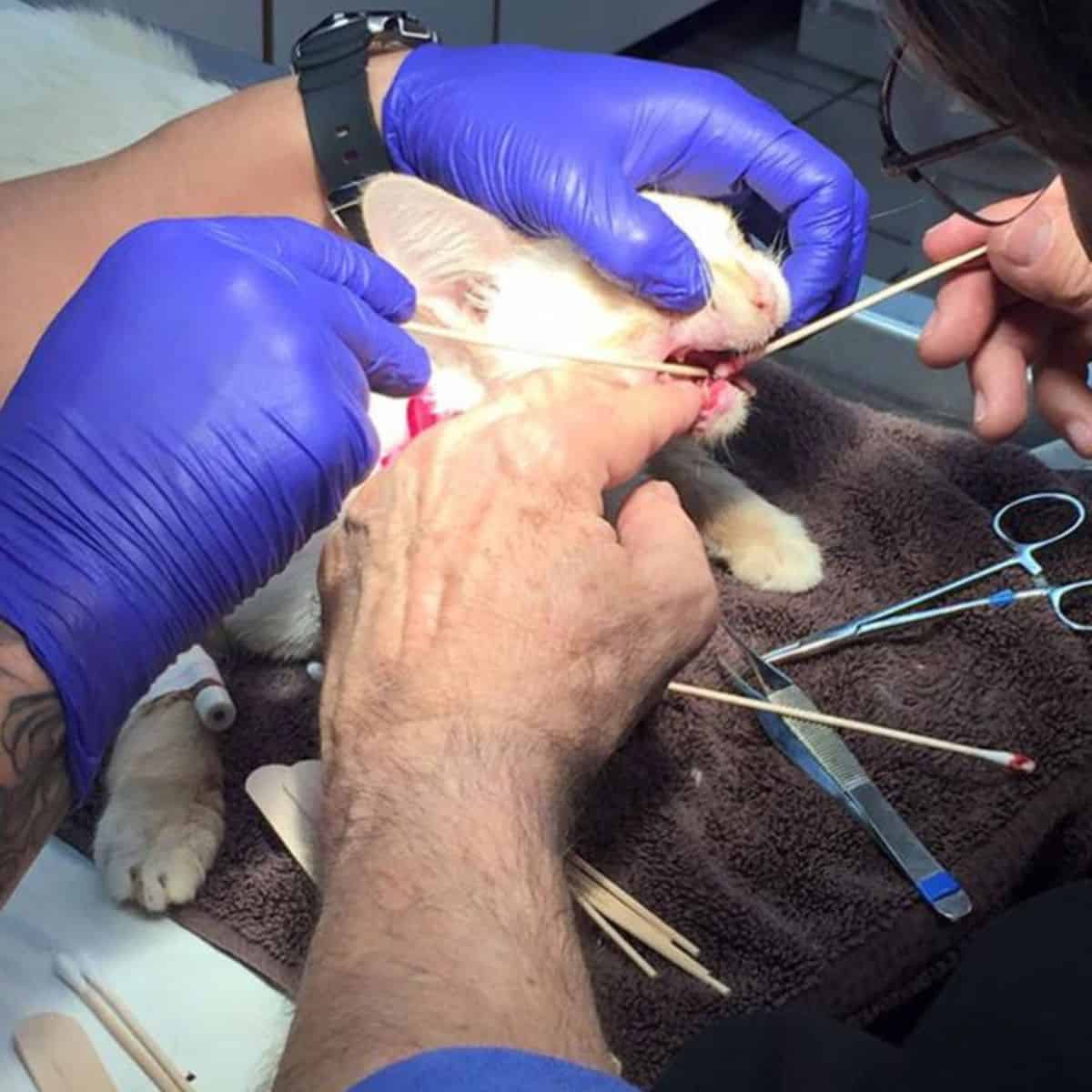 cat on surgery