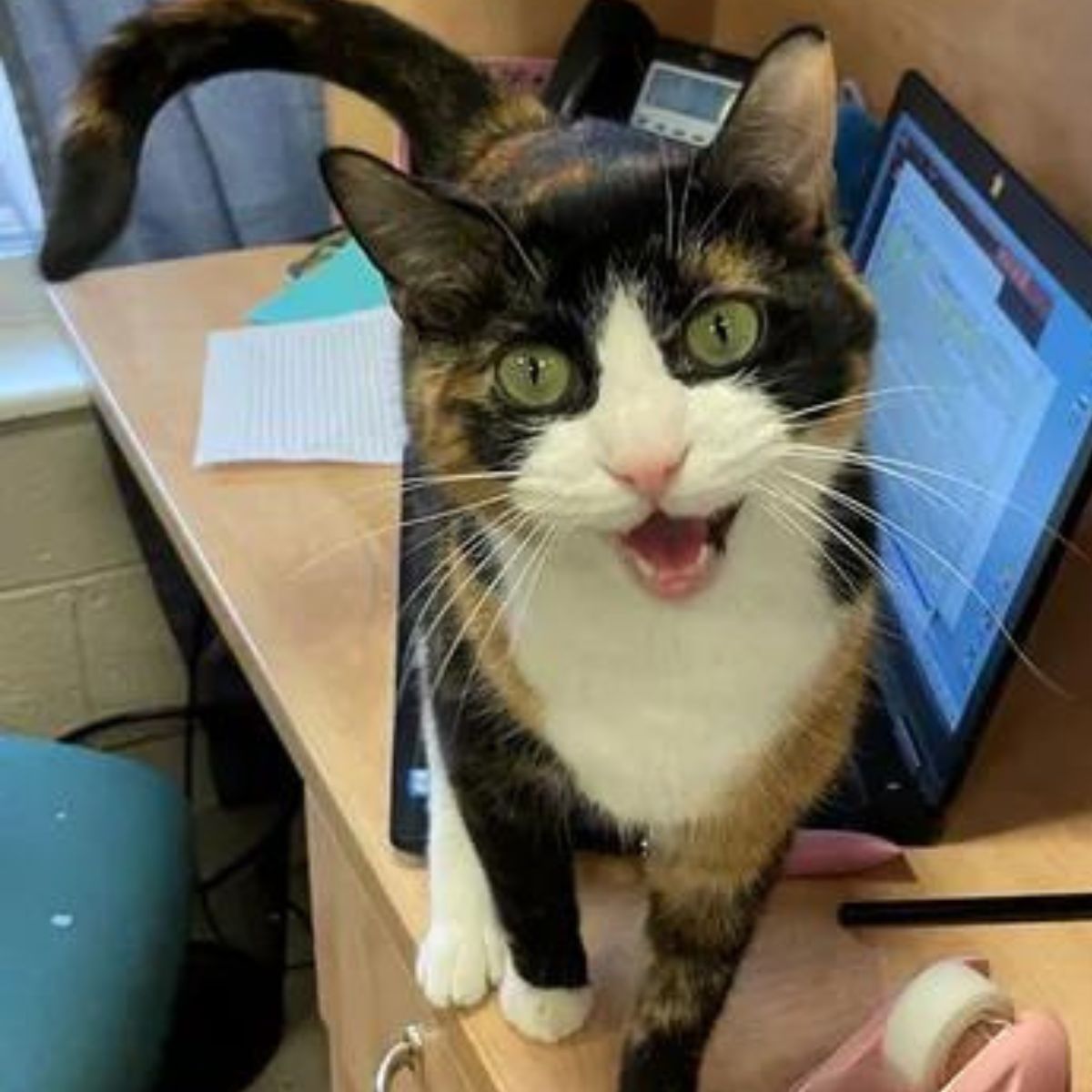 cat on table