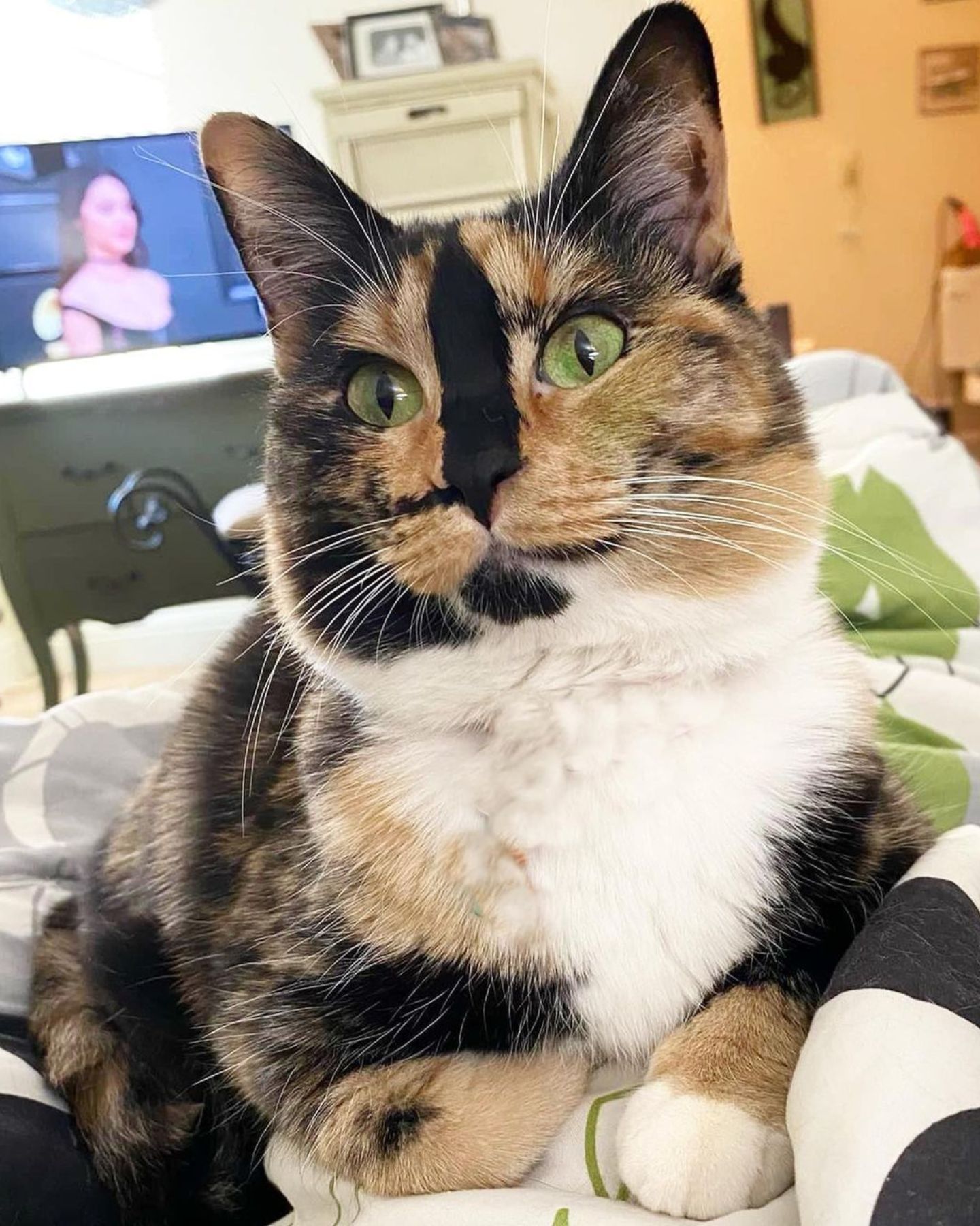 cat on the bed with owner