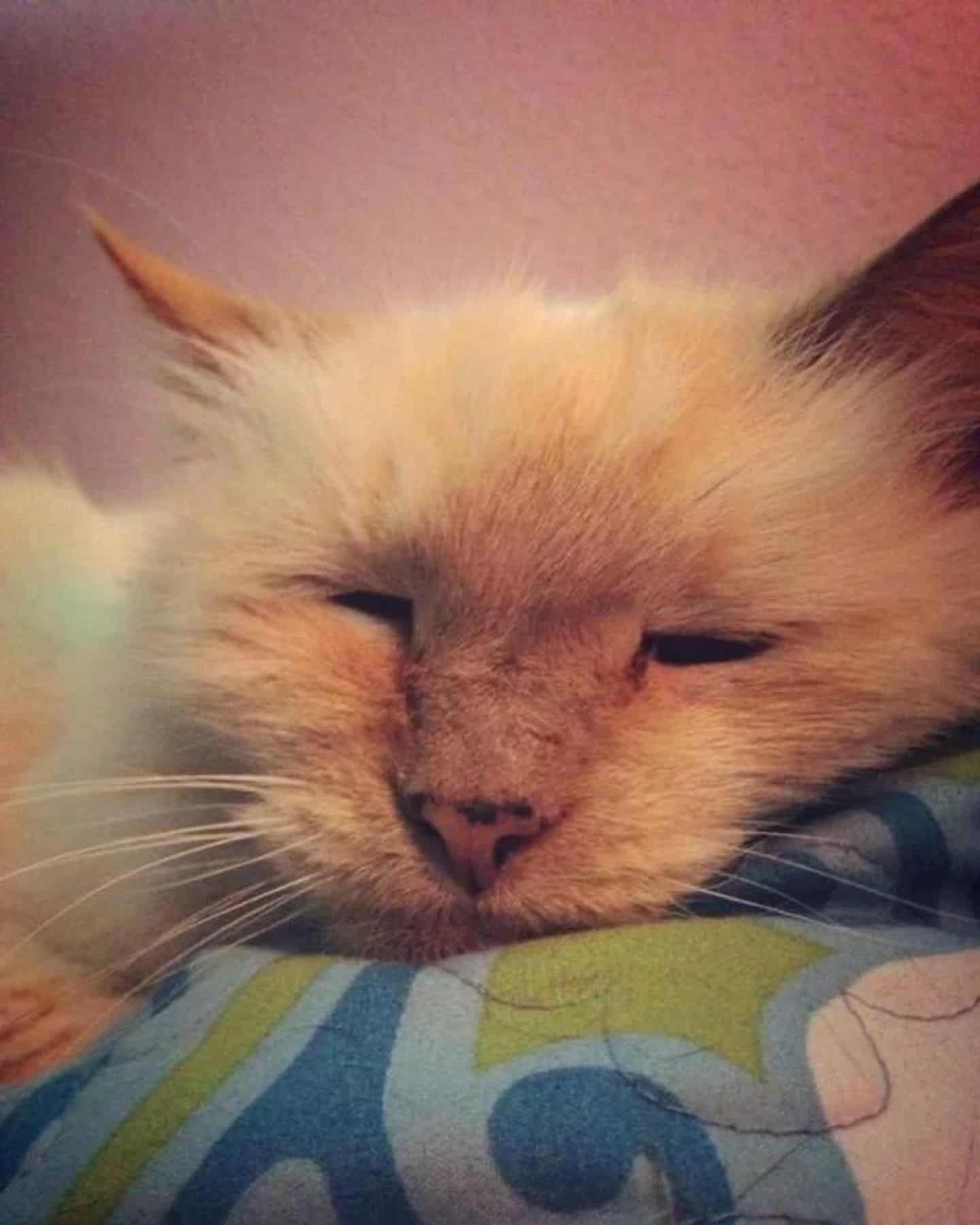 cat on the blanket