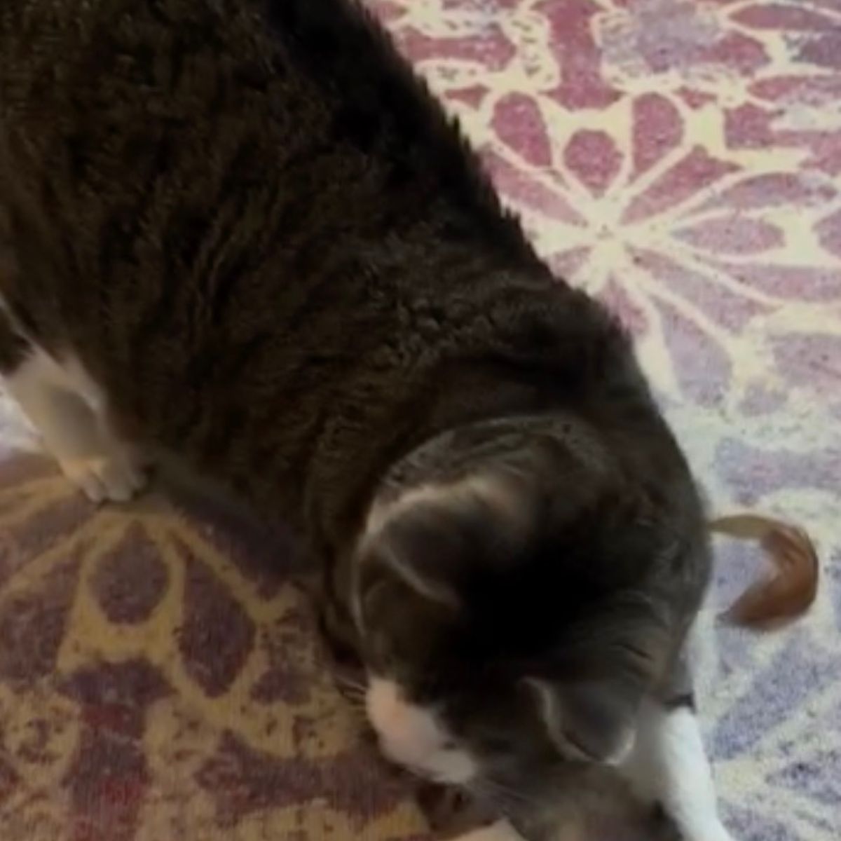 cat on the carpet