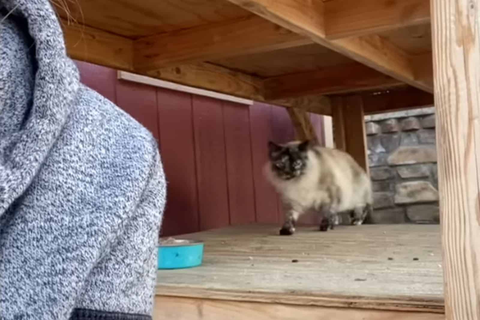 cat on the table