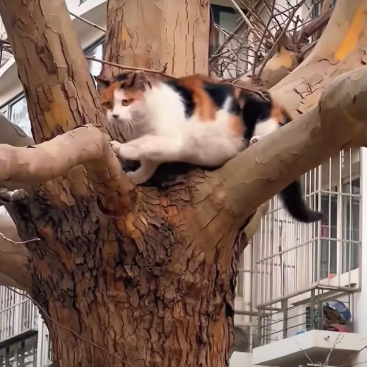 cat on the tree