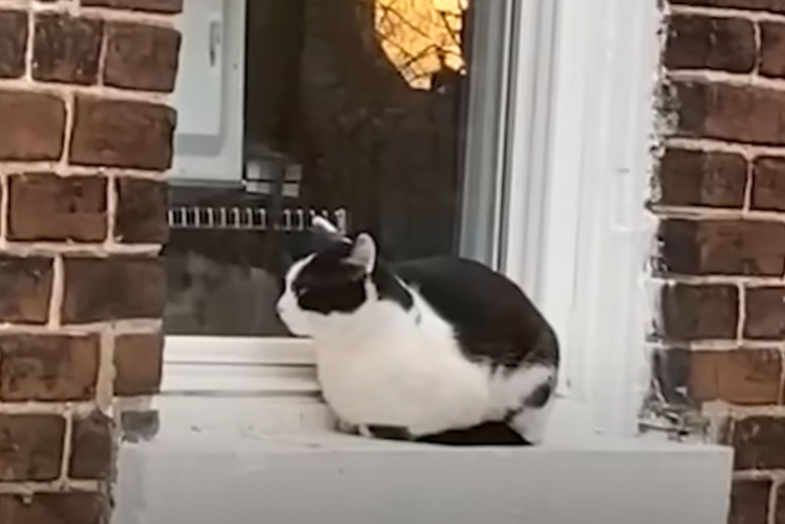 cat on the window sill