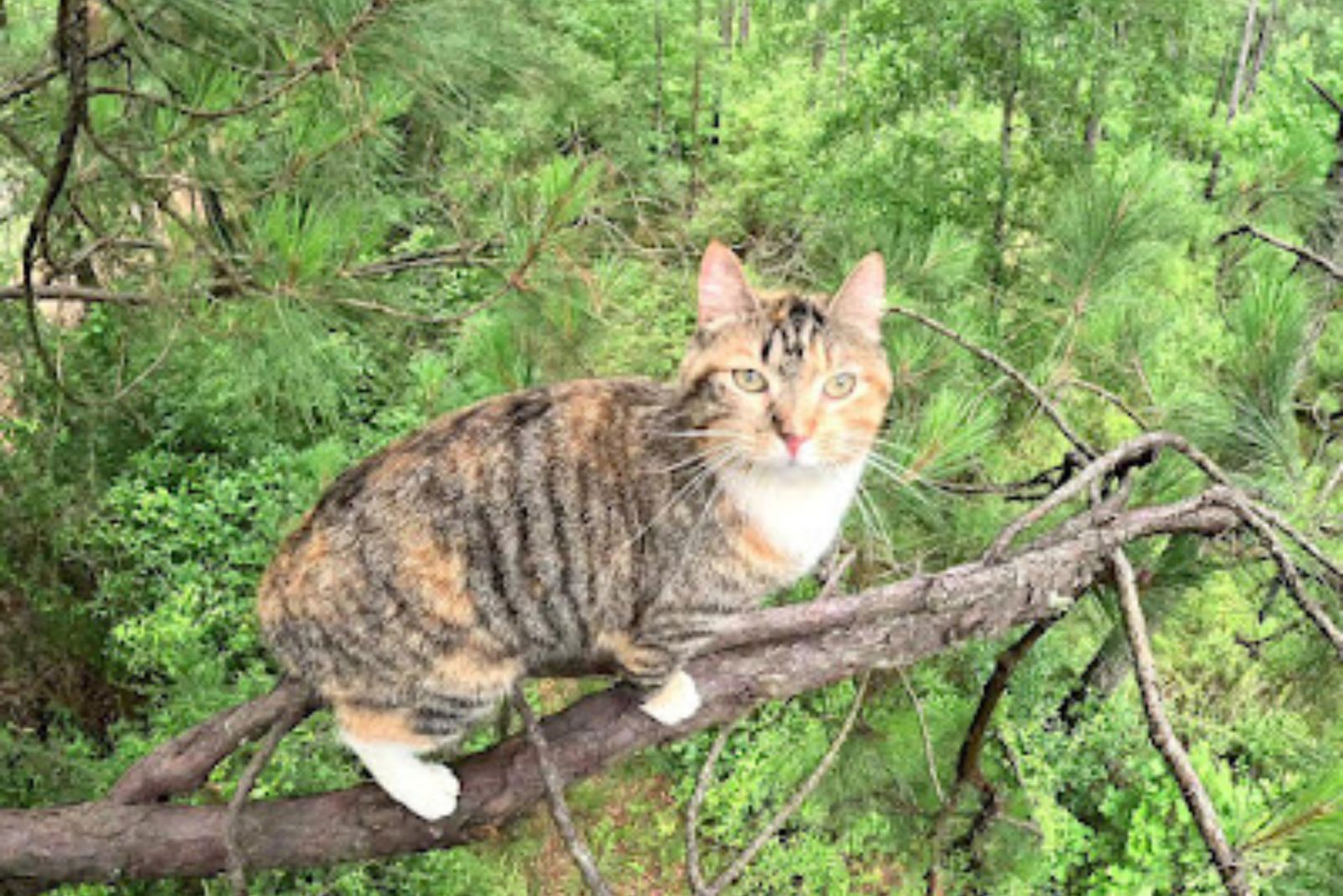 cat on tree