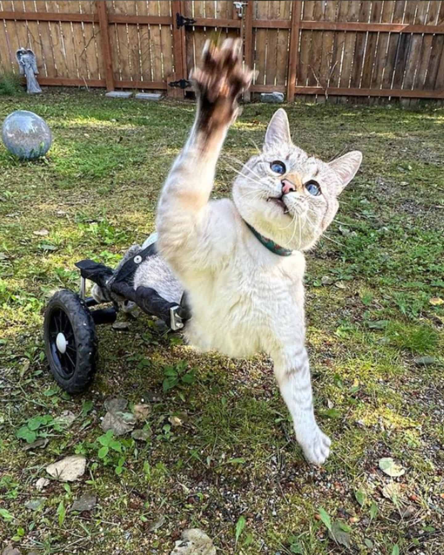 cat on wheelchair