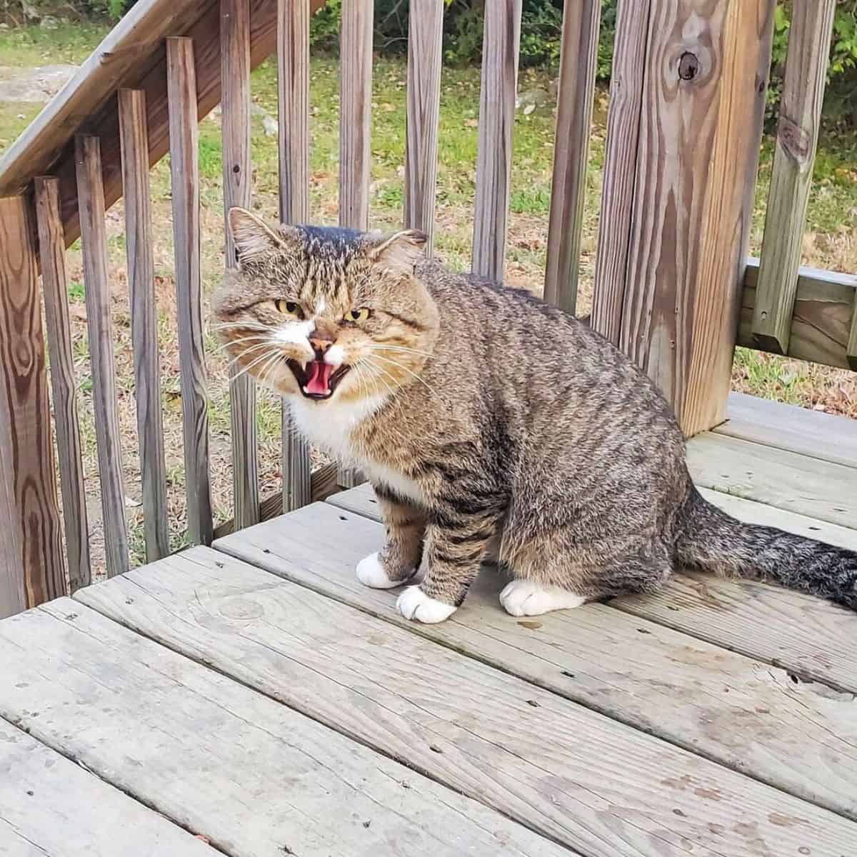 cat on wooden porch