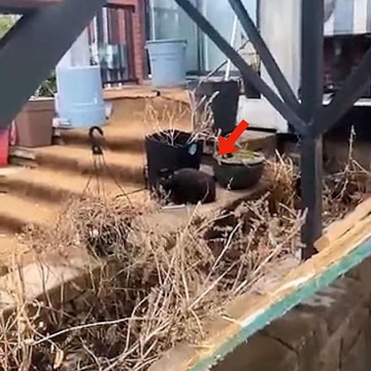 cat outdoor between pots