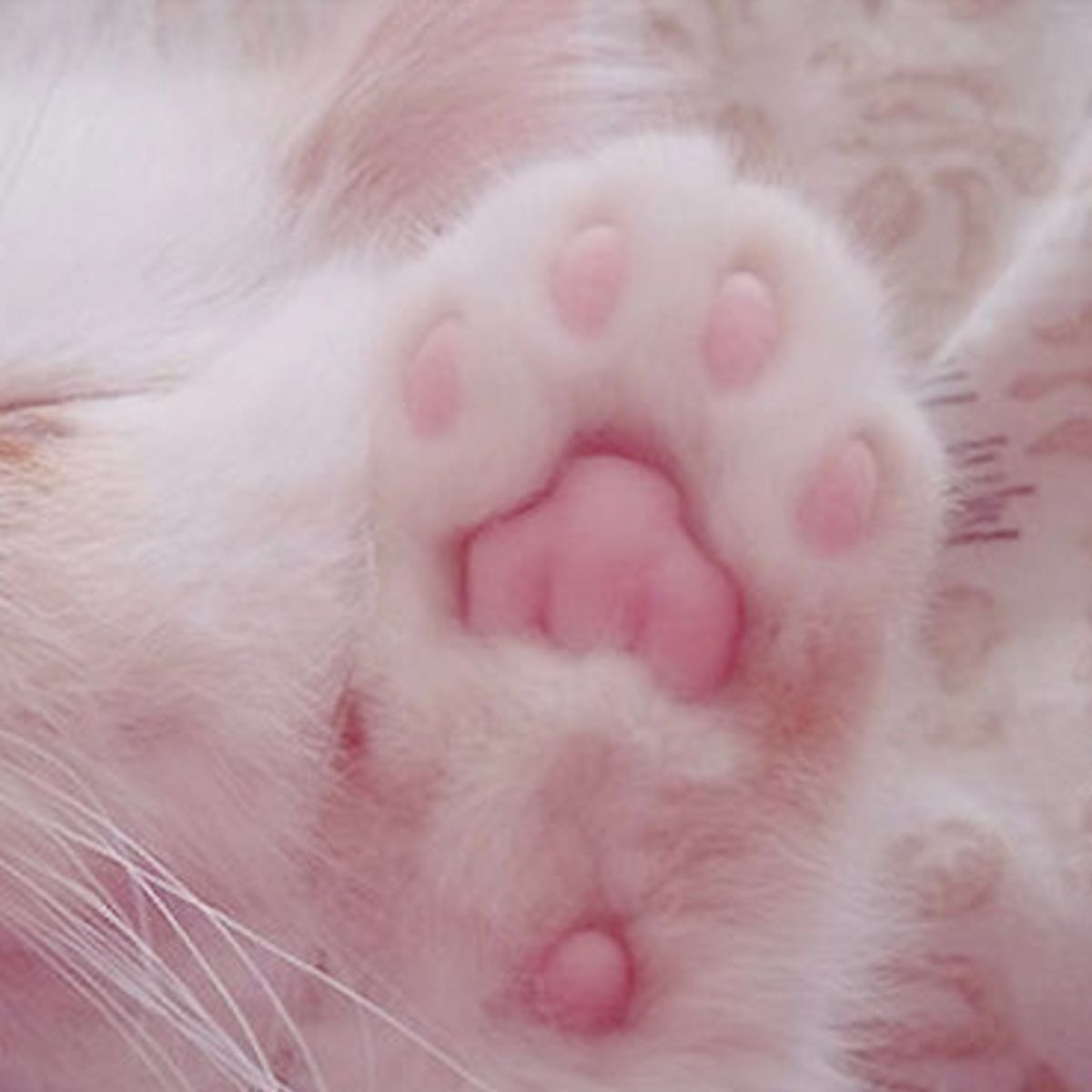 cat paw with rounded middle pad