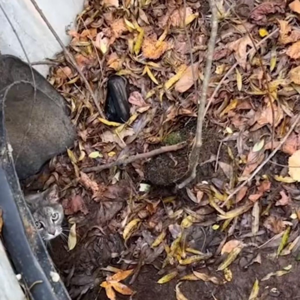 cat peeking from drainage pipe