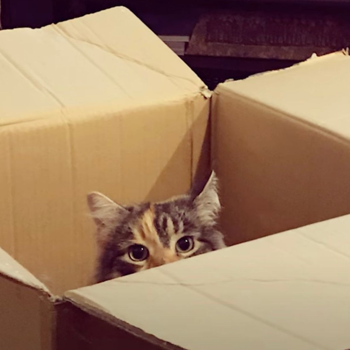 cat peeking from the box