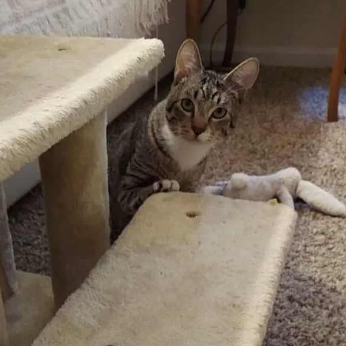 cat peeking from the floor