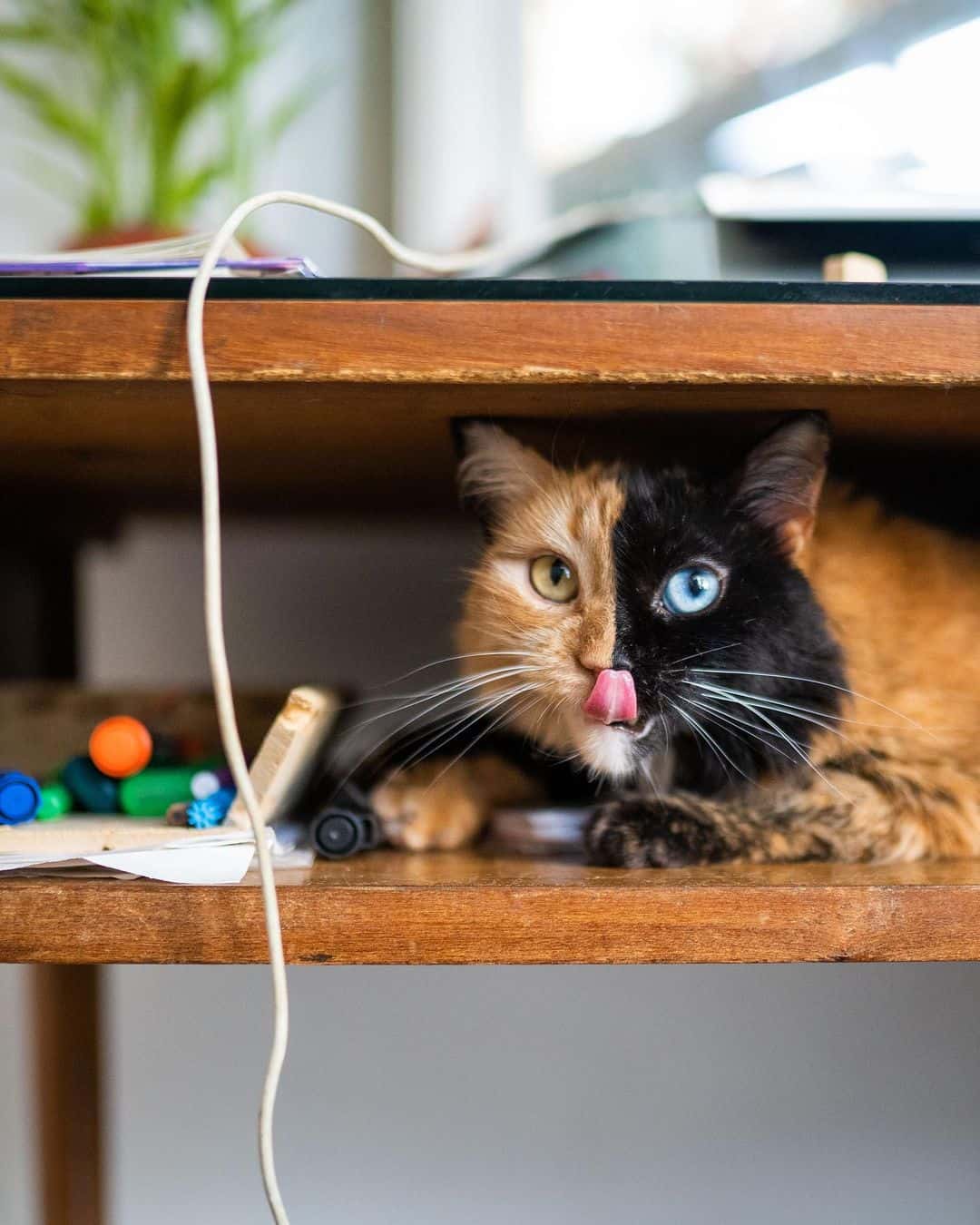 cat playing under table