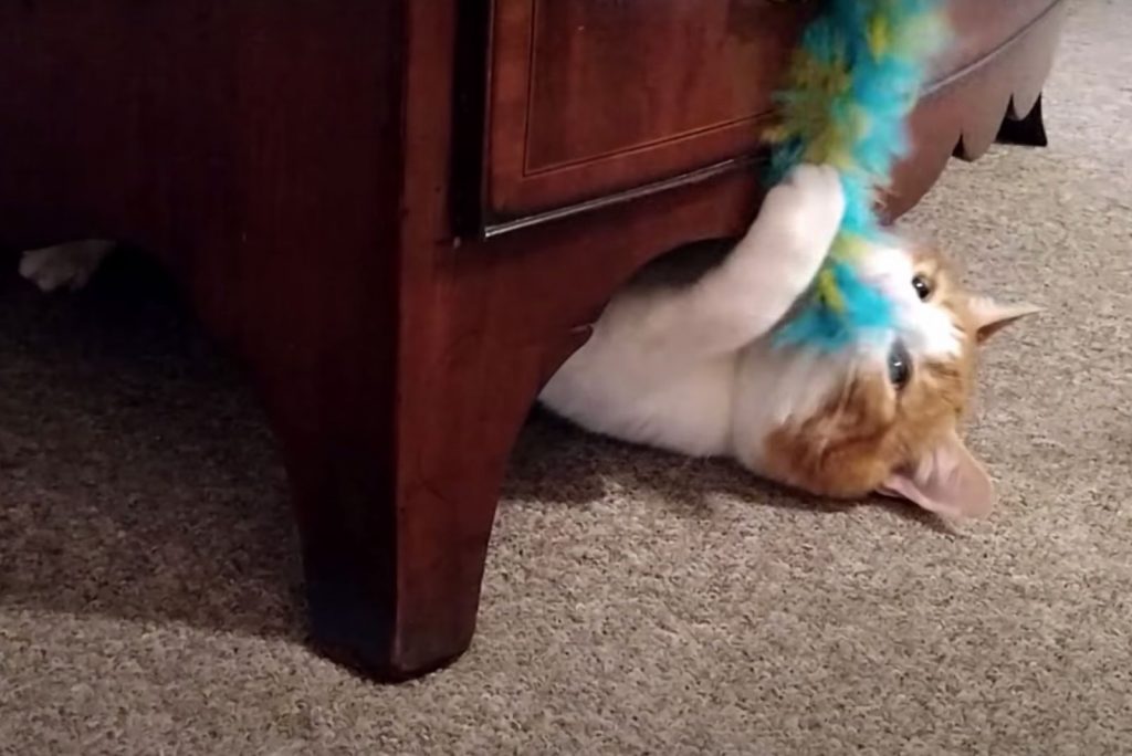 cat playing with toy on the closet