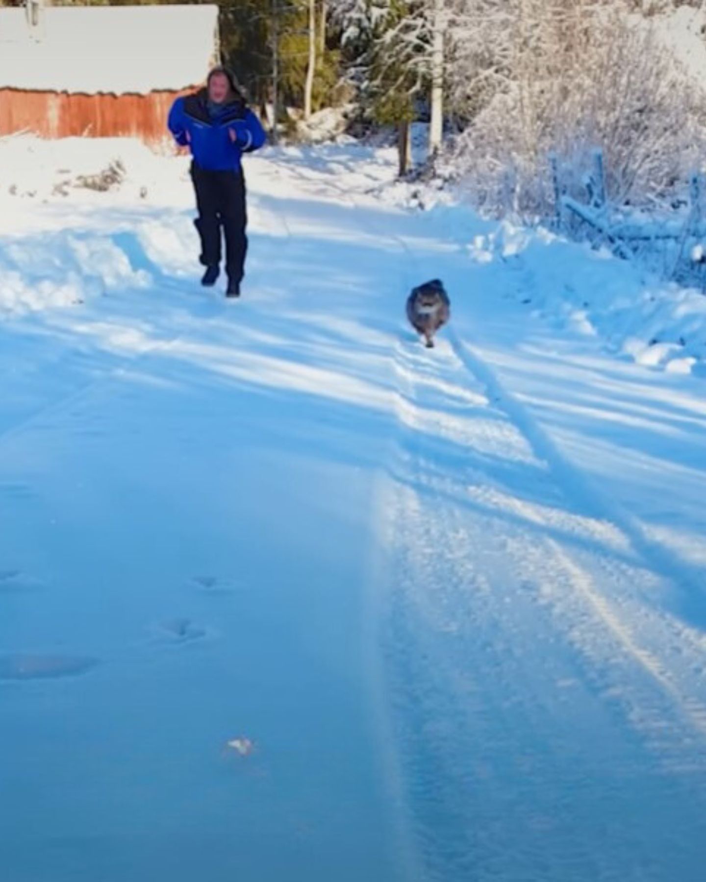 cat-races-owner-in-the-snow