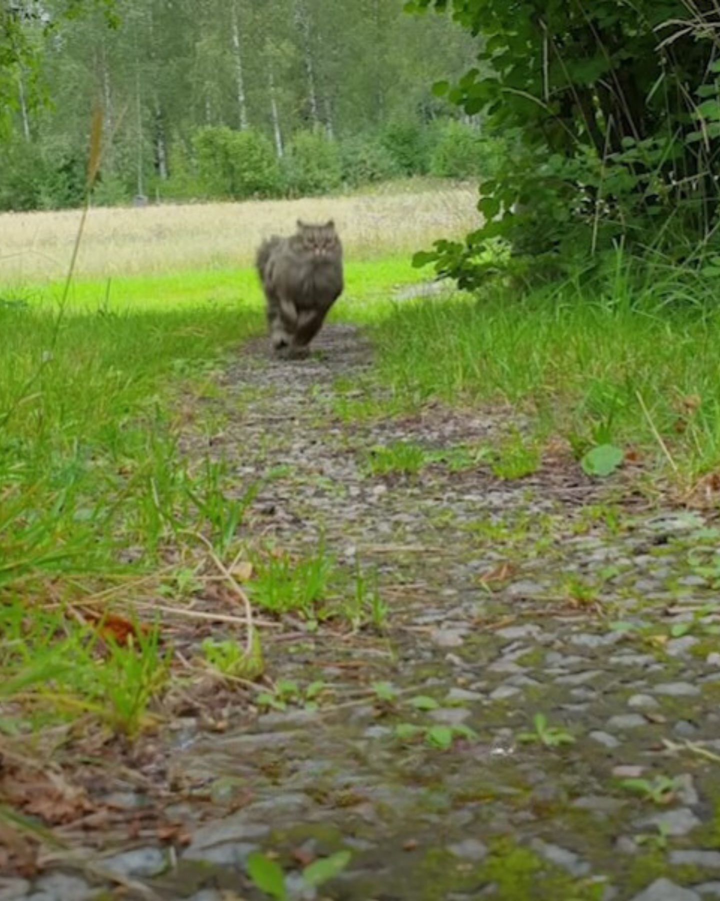 cat-racing-in-the-spring