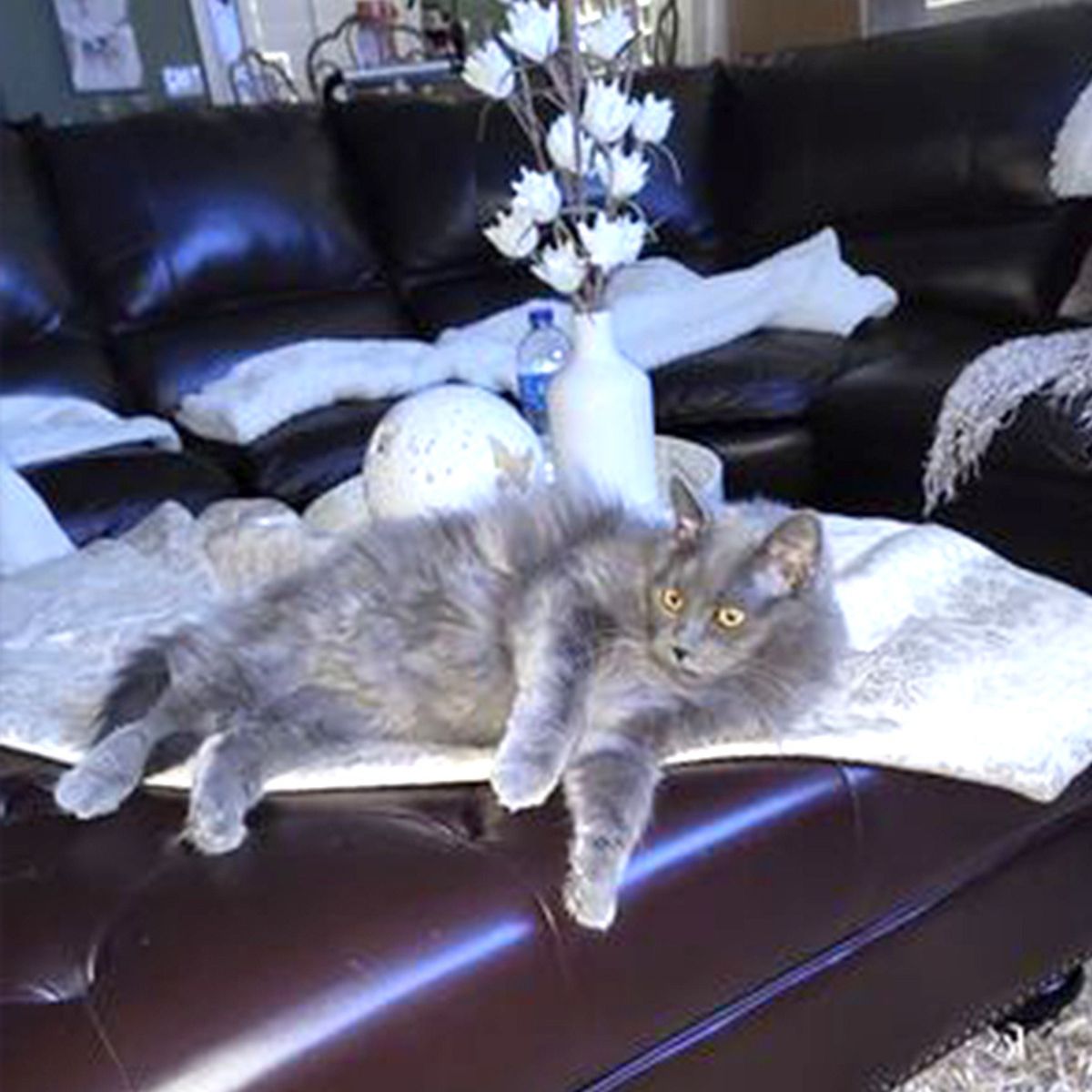 cat relaxing on the table in the living room