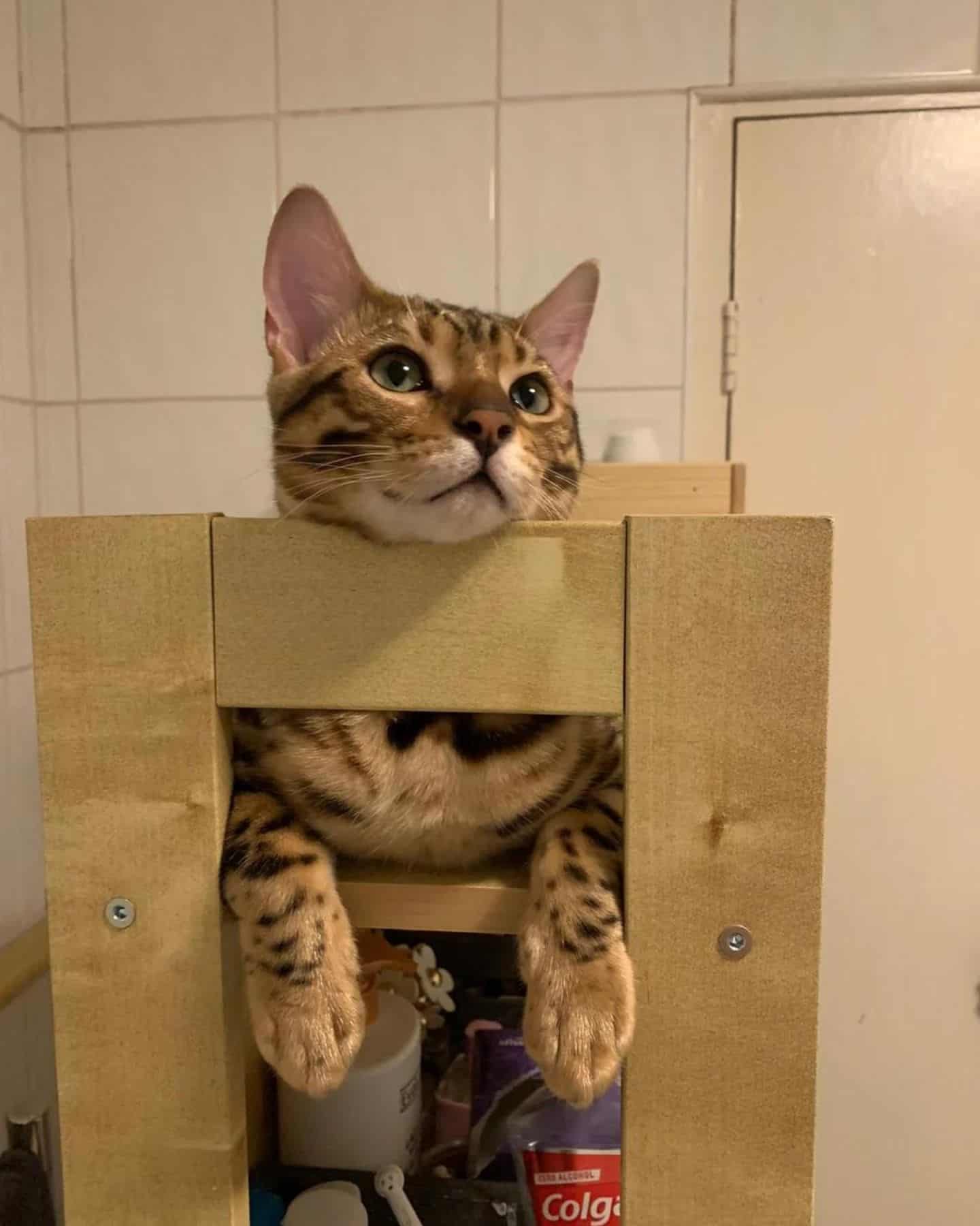 cat relaxing on the wooden shelf