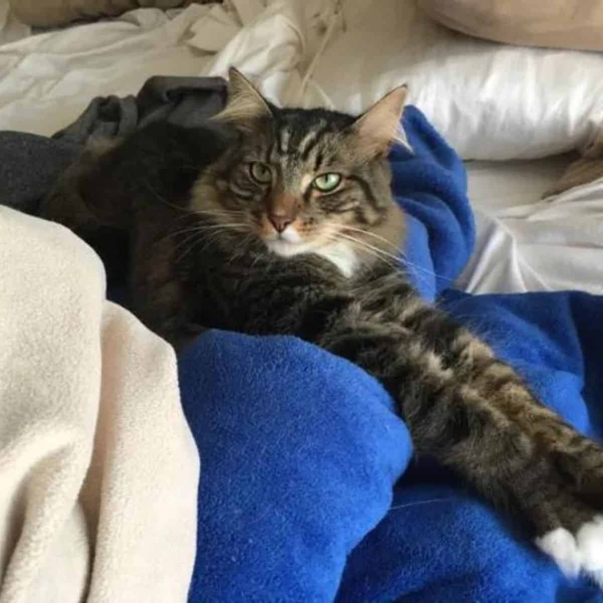 cat resting on bed