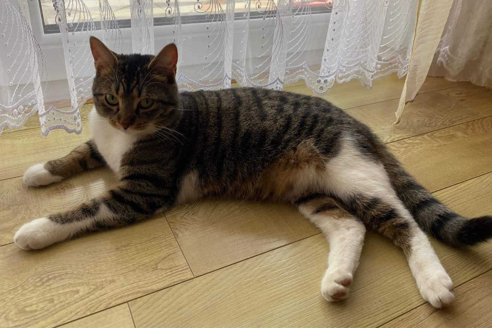 cat resting on the floor